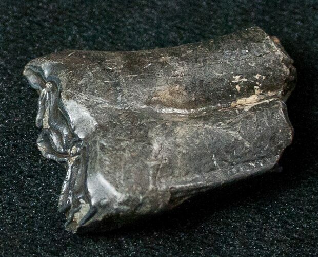 Pleistocene Aged Fossil Horse Tooth - Florida #17448